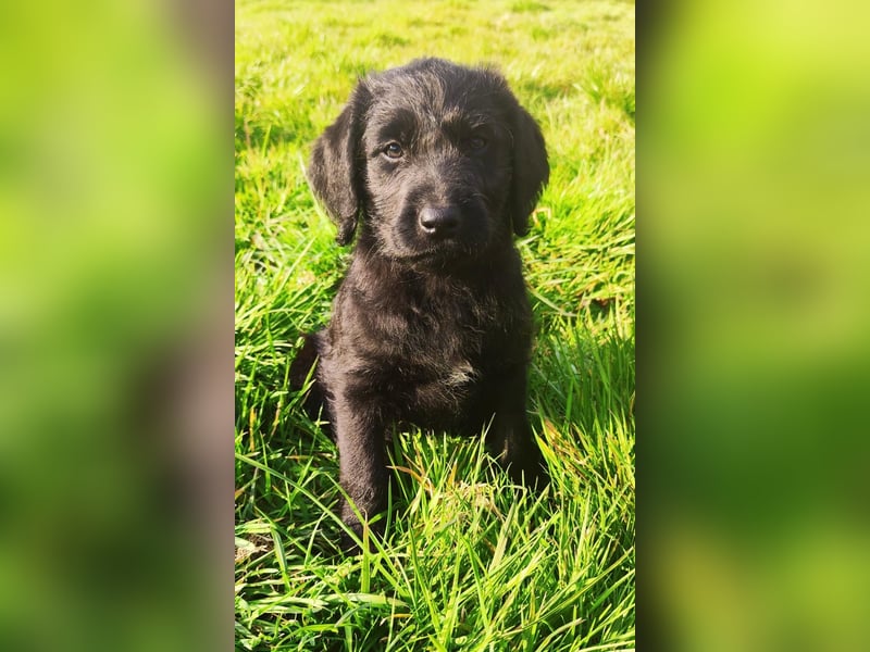 Wunderschöne Labradorwelpen mit Ahnentafel (Silver,Schwarz)