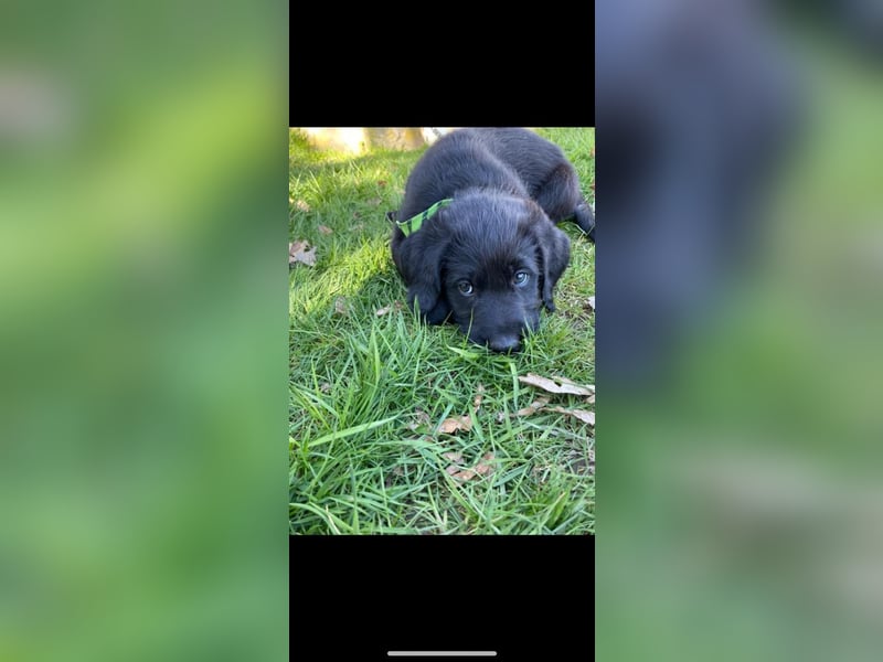 Wunderschöne Labradorwelpen mit Ahnentafel (Silver,Schwarz)