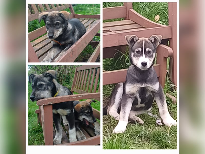 Husky-Labrador-Mix Welpen