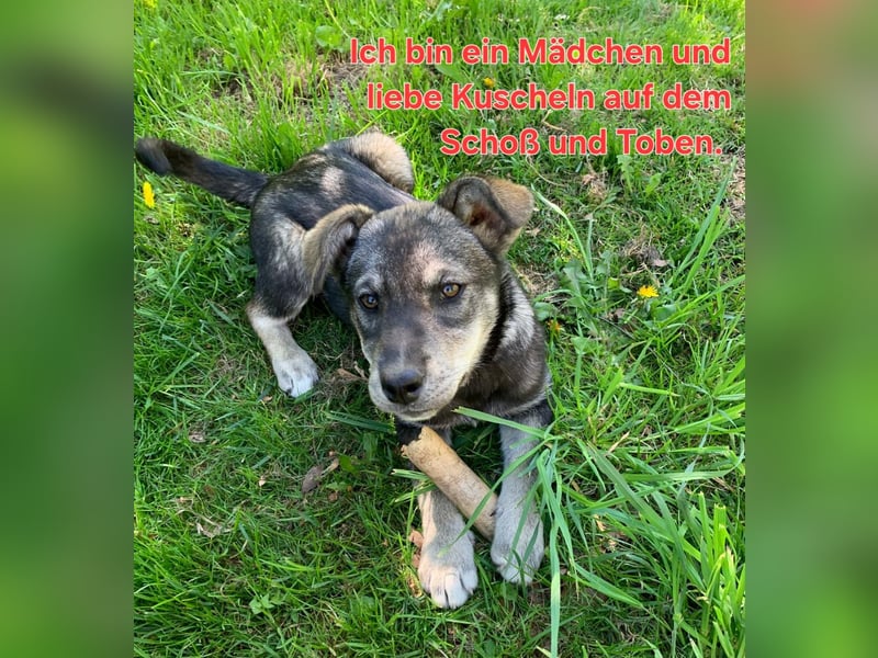 Husky-Labrador-Mix Welpen