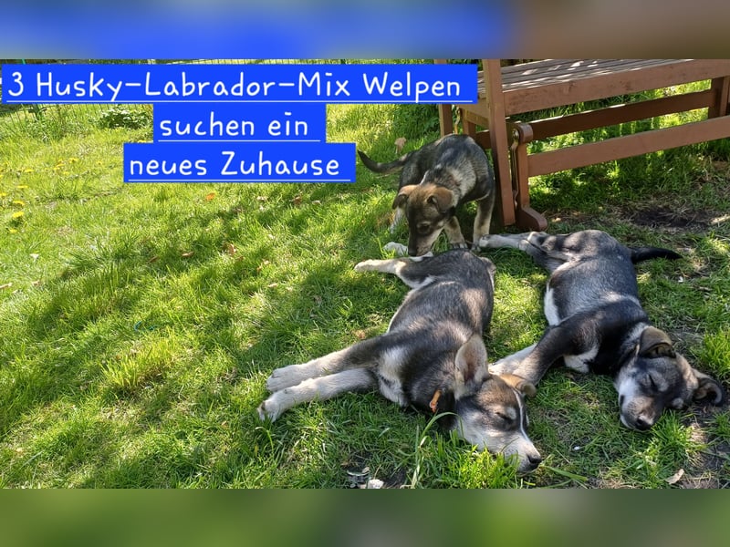Husky-Labrador-Mix Welpen