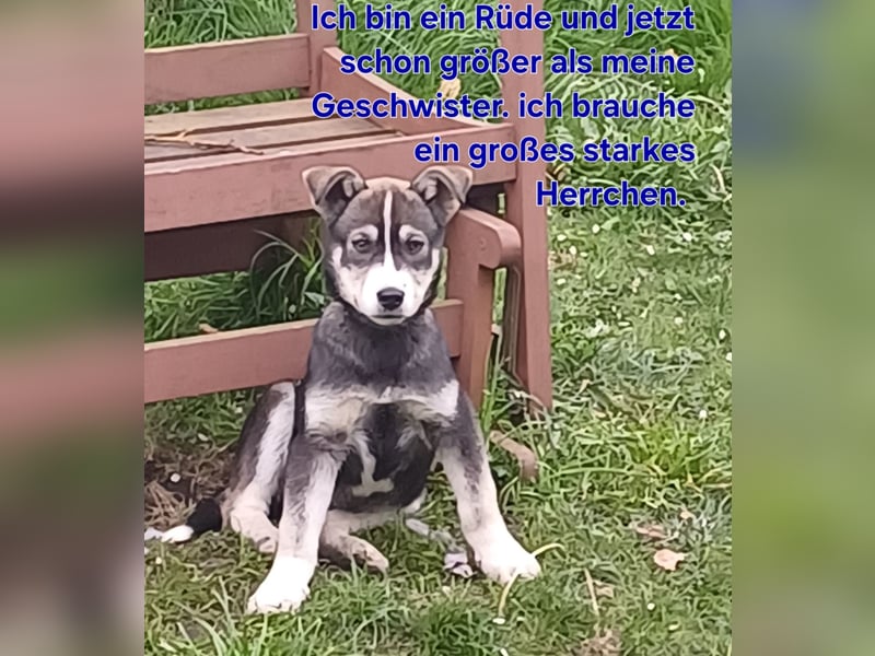 Husky-Labrador-Mix Welpen