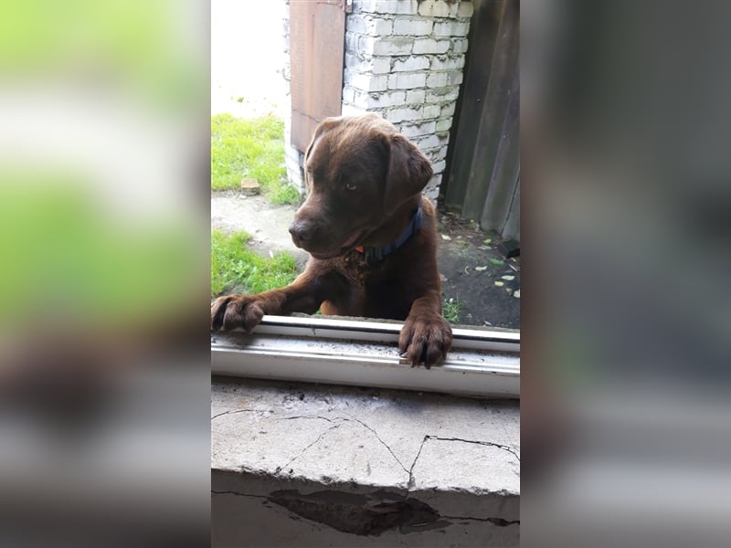 Labrador Weibchen