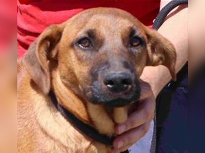 Paris, Mix Labrador / Pinscher , lieb und verträglich