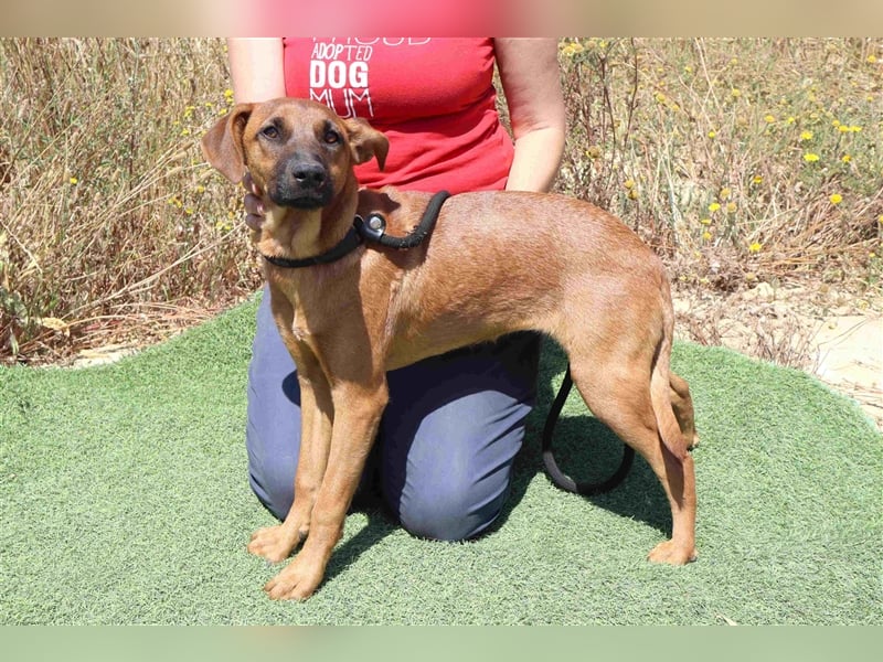 Paris, Mix Labrador / Pinscher , lieb und verträglich