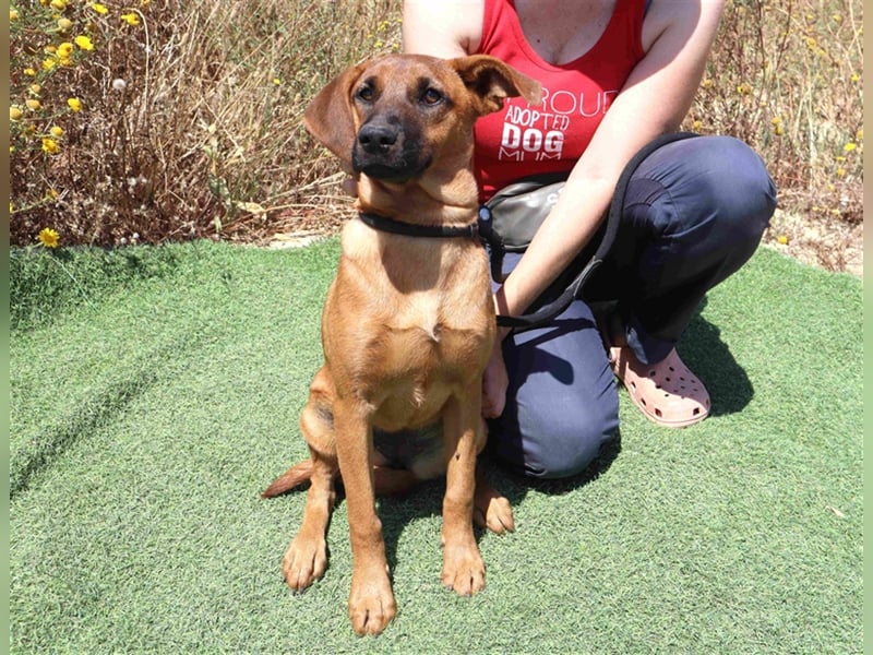 Paris, Mix Labrador / Pinscher , lieb und verträglich