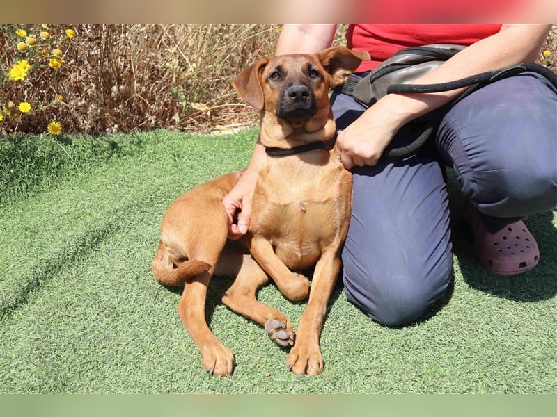 Paris, Mix Labrador / Pinscher , lieb und verträglich