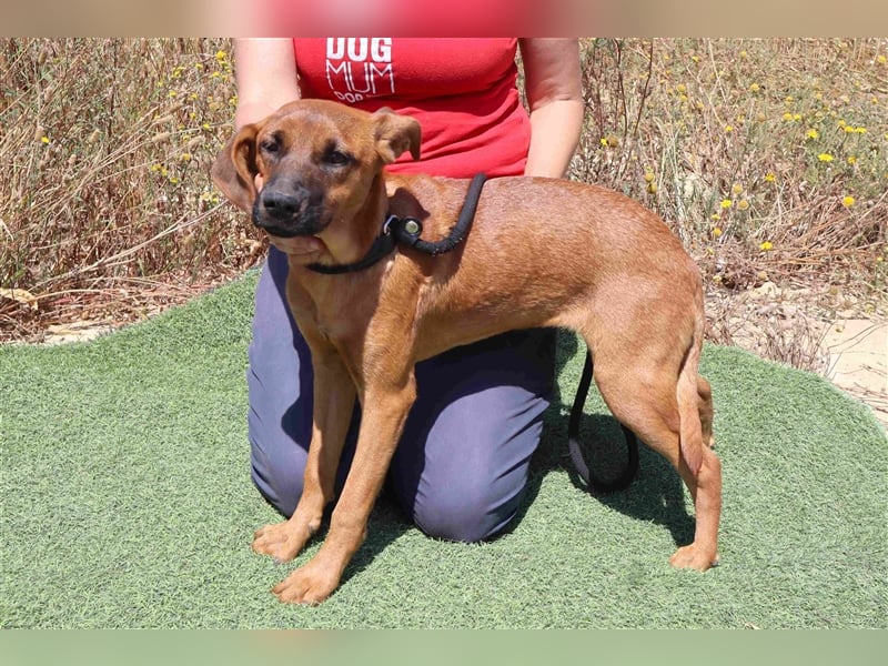 Paris, Mix Labrador / Pinscher , lieb und verträglich