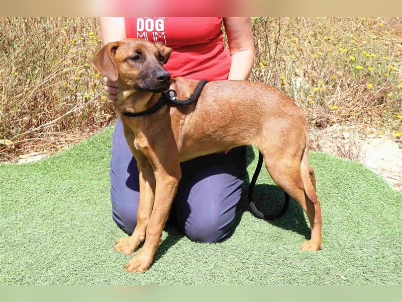 Paris, Mix Labrador / Pinscher , lieb und verträglich