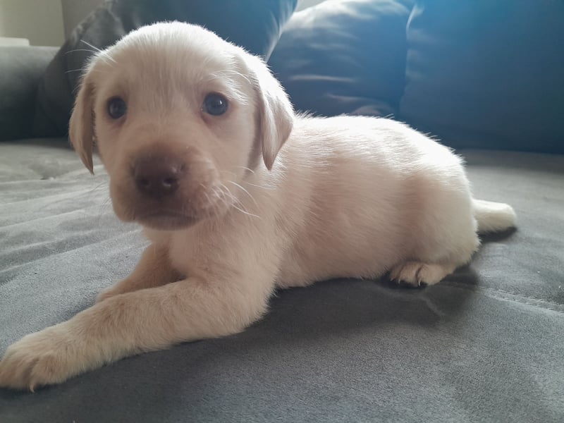 Labrador Welpen  2 Weibchen