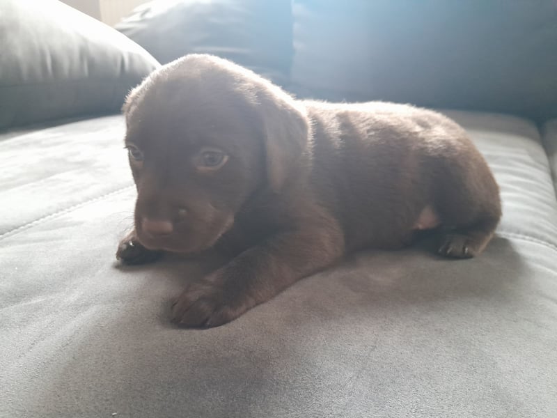 Labrador Welpen  2 Weibchen