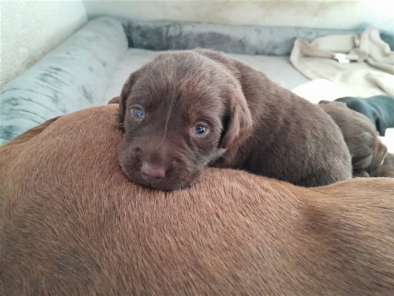 Labrador Welpen  2 Weibchen