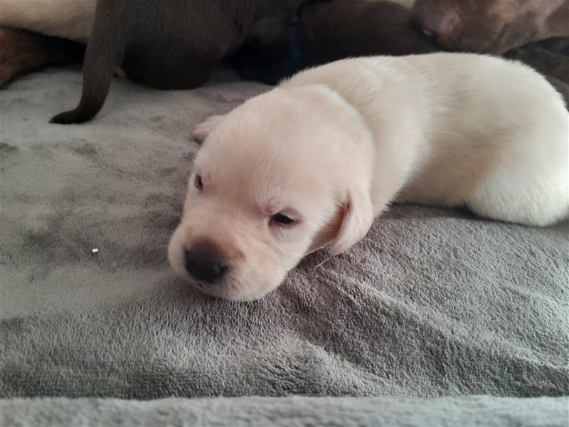 Labrador Welpen  2 Weibchen