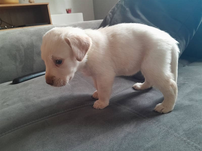 Labrador Welpen  2 Weibchen