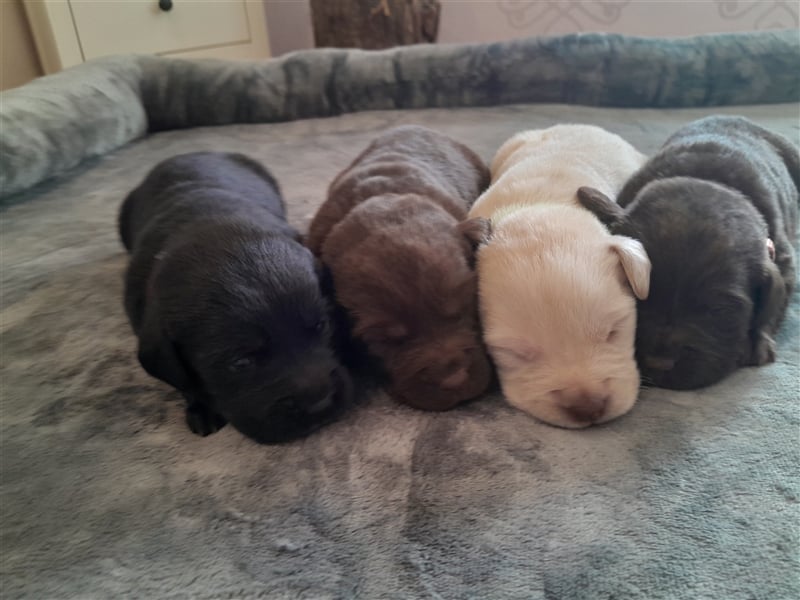 Labrador Welpen  2 Weibchen