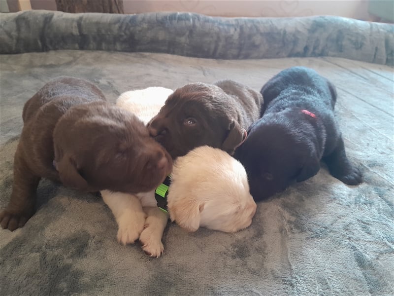 Labrador Welpen  2 Weibchen