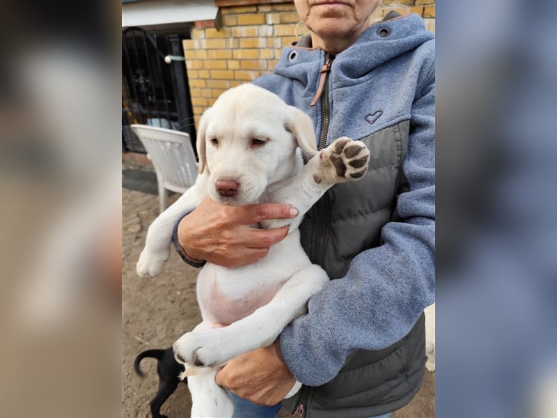 Labrador Welpen ab sofort abzugeben