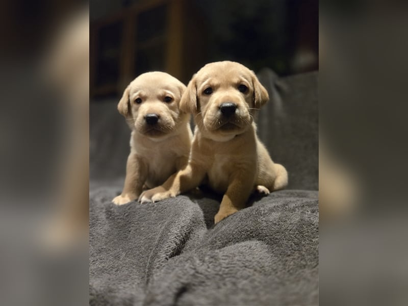 Labrador Welpen reinrassig (gelb-foxred)