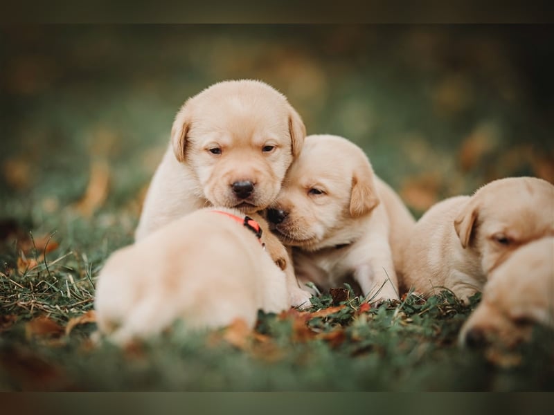 Labrador Welpen reinrassig (gelb-foxred)