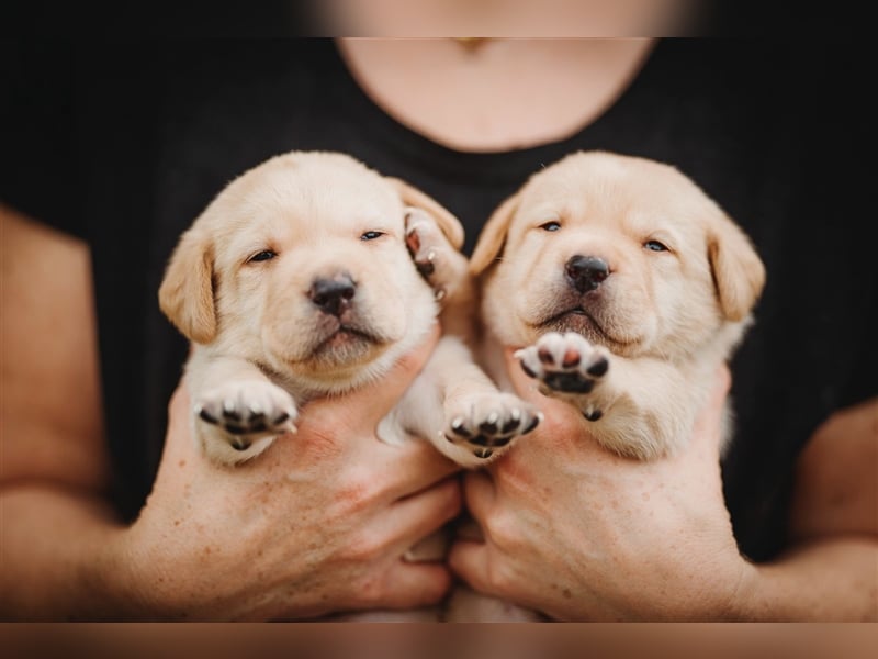 Labrador Welpen reinrassig (gelb-foxred)