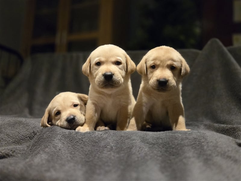 Labrador Welpen reinrassig (gelb-foxred)