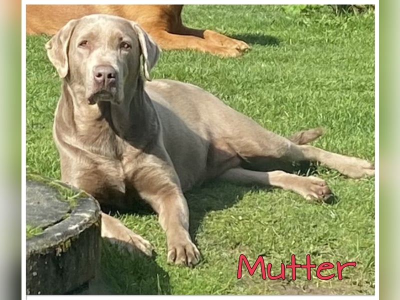 Labrador Welpen in der Farbe Silber mit Ahnentafel!