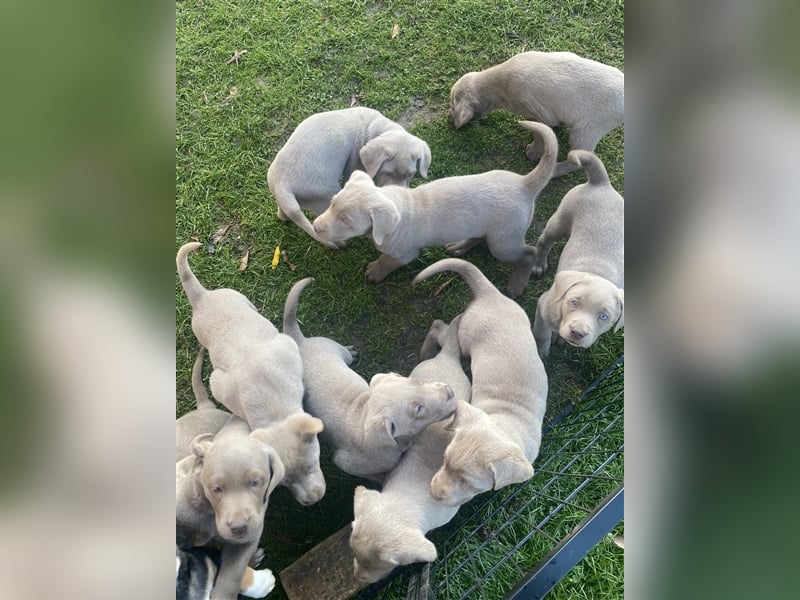 Labrador Welpen in der Farbe Silber mit Ahnentafel!