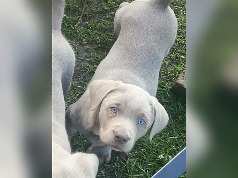 Labrador Welpen in der Farbe Silber mit Ahnentafel!