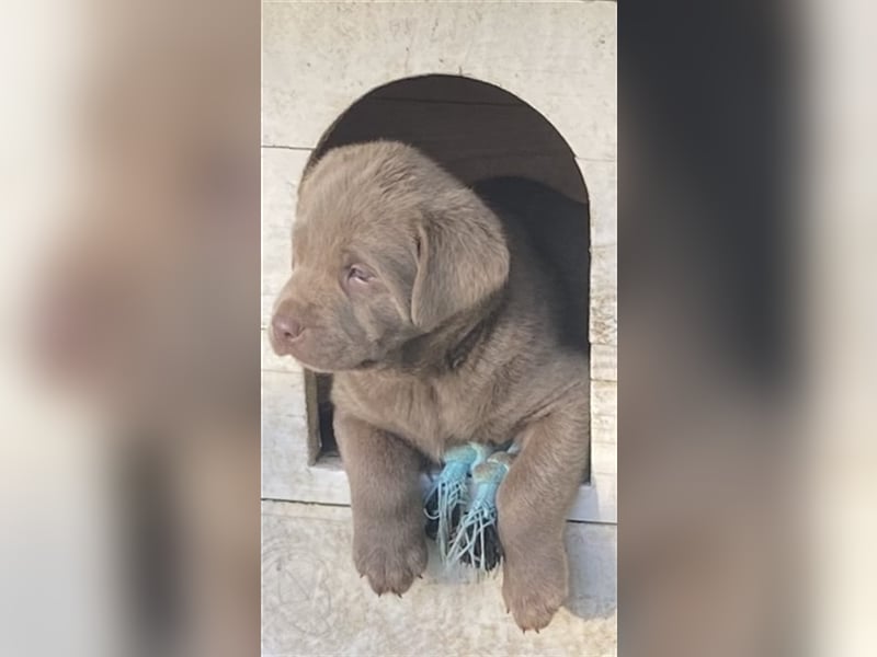 Labrador Welpen in der Farbe Silber mit Ahnentafel!