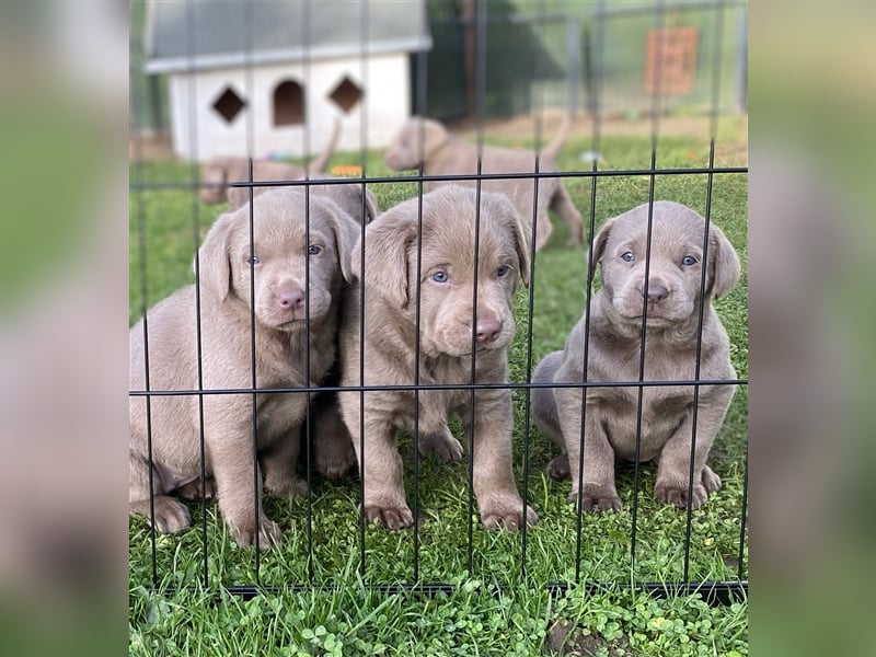 Labrador Welpen in der Farbe Silber mit Ahnentafel!