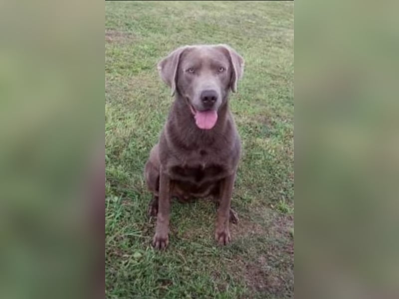 Labrador Welpen in der Farbe Silber mit Ahnentafel!