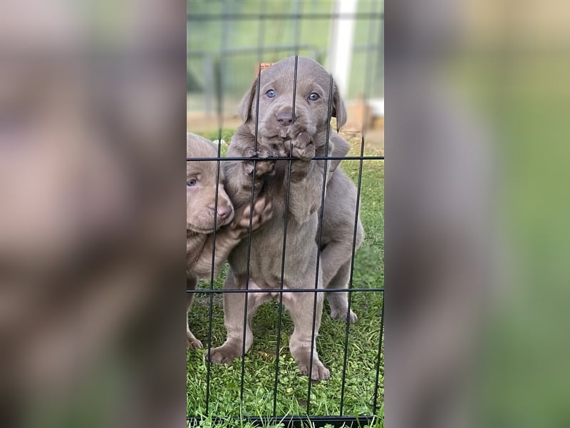 Labrador Welpen in der Farbe Silber mit Ahnentafel!