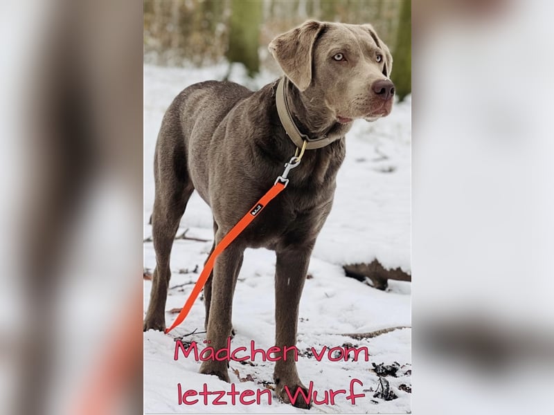 Labrador Welpen in der Farbe Silber mit Ahnentafel!