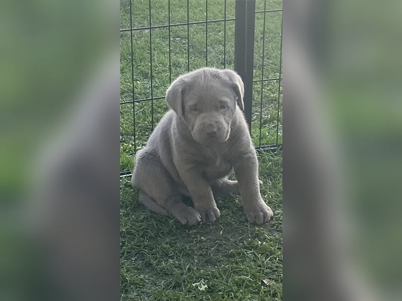 Labrador Welpen in der Farbe Silber mit Ahnentafel!