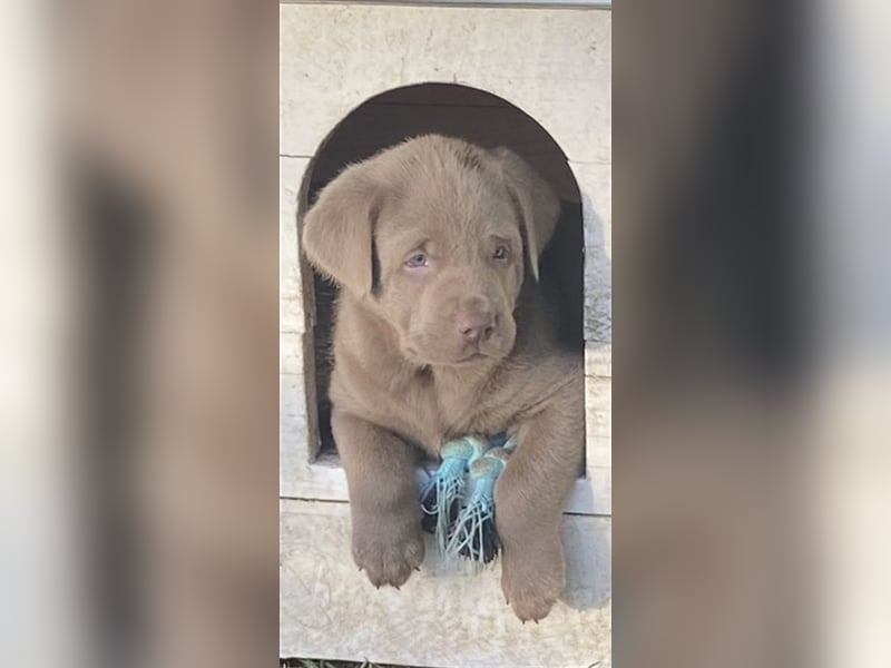 Labrador Welpen in der Farbe Silber mit Ahnentafel!