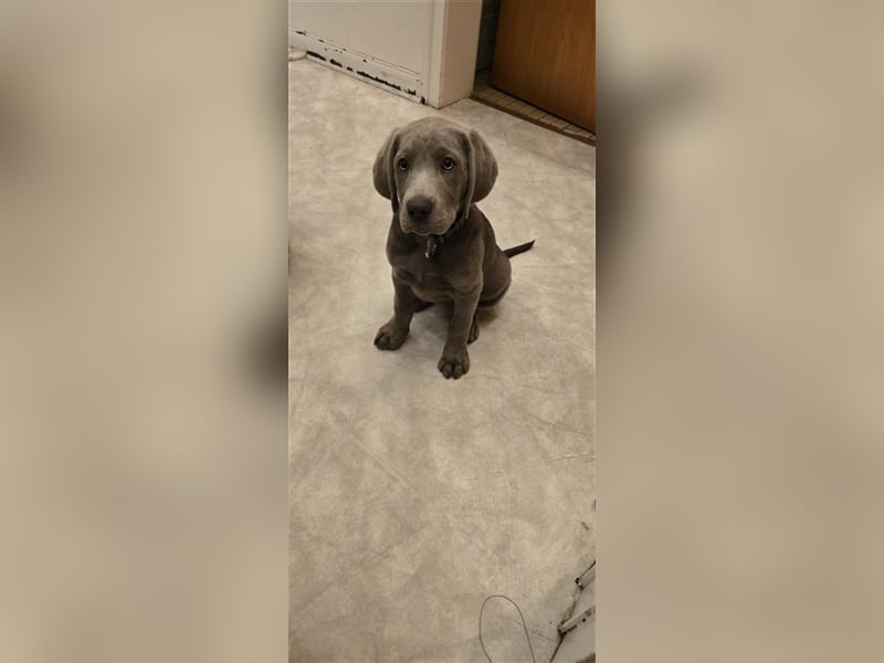 Labmaraner Welpen ( Labrador- Weimaraner)