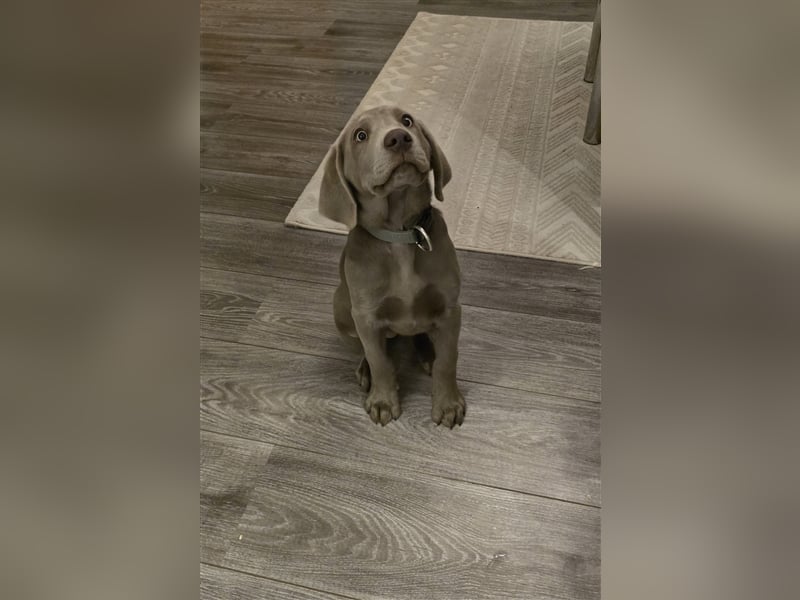 Labmaraner Welpen ( Labrador- Weimaraner)