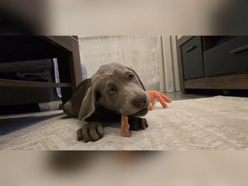 Labmaraner Welpen ( Labrador- Weimaraner)