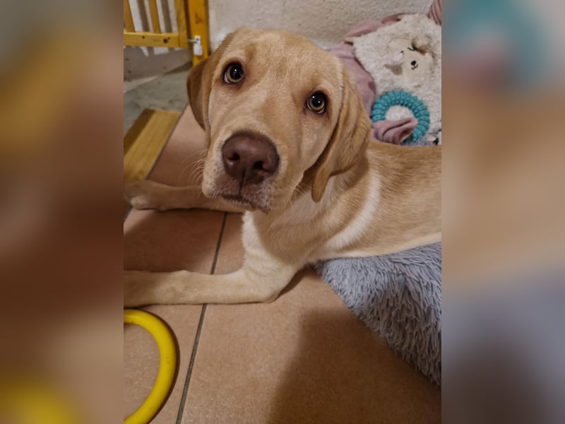 Labrador Welpe (Hündin) sucht ihr Traumzuhause