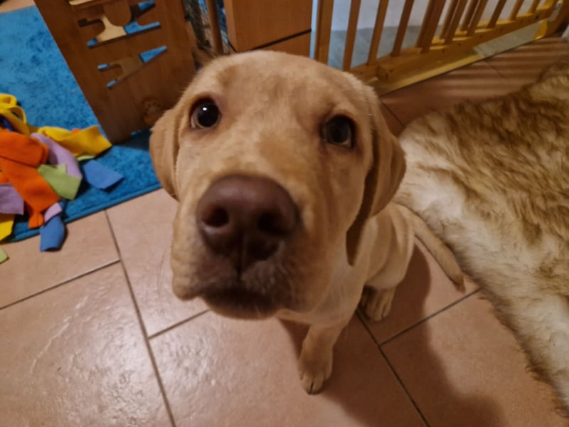 Labrador Welpe (Hündin) sucht ihr Traumzuhause