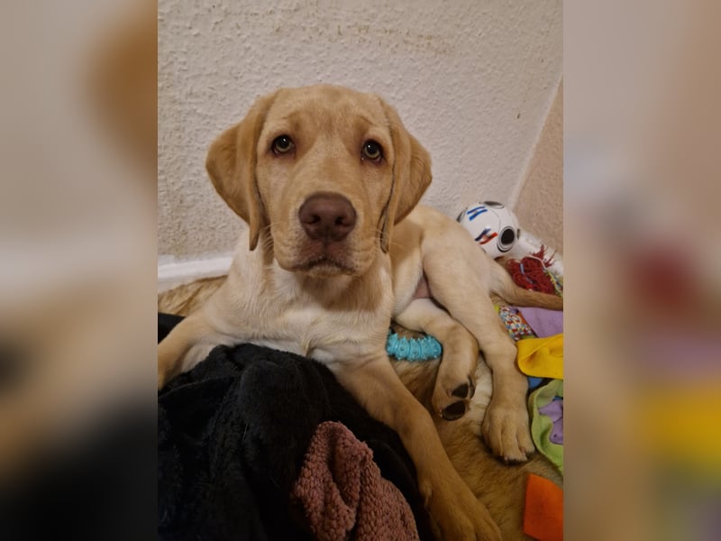 Labrador Welpe (Hündin) sucht ihr Traumzuhause