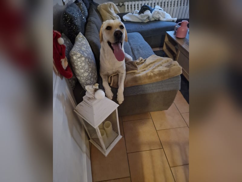 Labrador Welpe (Hündin) sucht ihr Traumzuhause