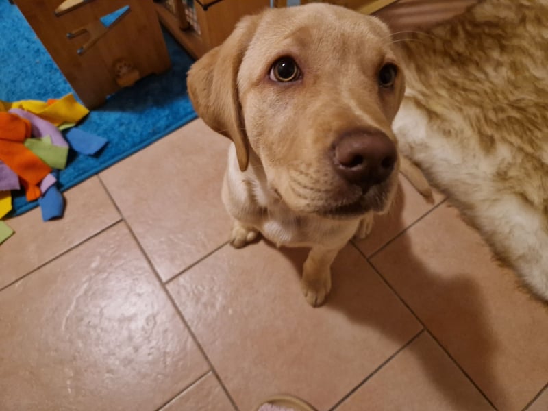 Labrador Welpe (Hündin) sucht ihr Traumzuhause