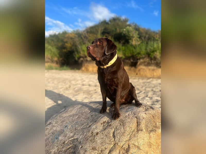 Labrador Welpe (Hündin) sucht ihr Traumzuhause