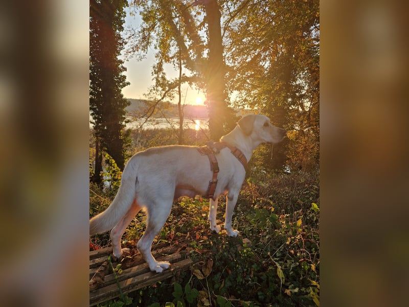 Labrador Welpe (Hündin) sucht ihr Traumzuhause