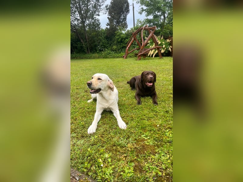 Labrador Welpe (Hündin) sucht ihr Traumzuhause