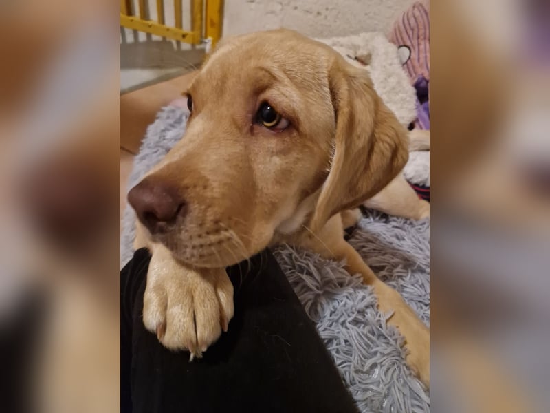 Labrador Welpe (Hündin) sucht ihr Traumzuhause