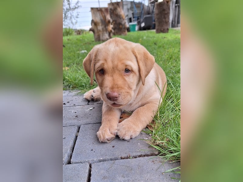 Labradorwelpen ( Hündinnen) aus Familenaufzucht ab 20. Oktober in liebevolle Hände