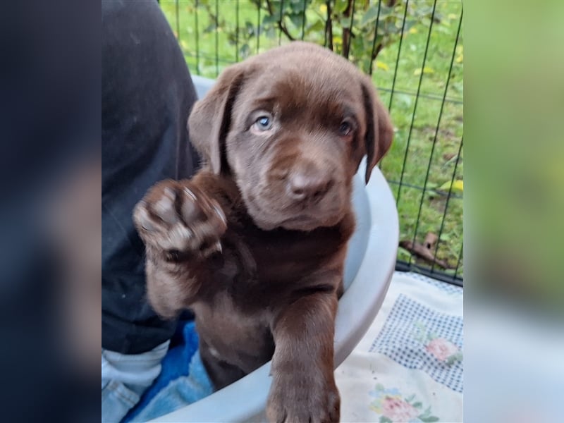 Labradorwelpen ( Hündinnen) aus Familenaufzucht ab 20. Oktober in liebevolle Hände