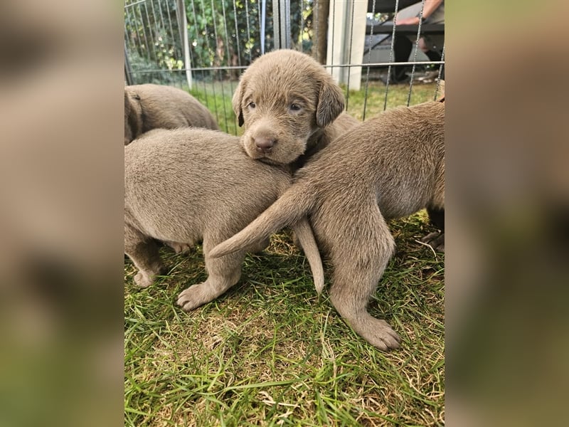 Labrador silber Welpen mit Ahnennachweis 12.08.24 geboren